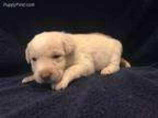 Labrador Retriever Puppy for sale in Sparta, MO, USA