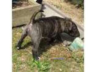 Bull Terrier Puppy for sale in Livingston, TX, USA