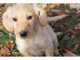 Labradoodle Puppy for sale in Decatur, AL, USA
