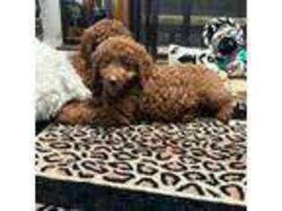 Goldendoodle Puppy for sale in Kingston, OK, USA