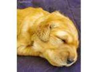Golden Retriever Puppy for sale in Saint Charles, MO, USA