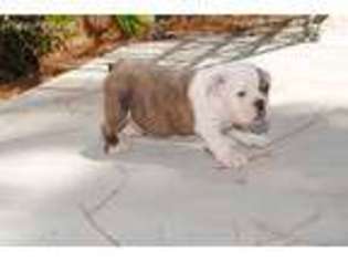 Bulldog Puppy for sale in Fontana, CA, USA
