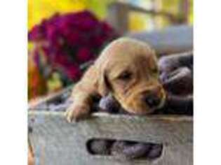 Golden Retriever Puppy for sale in Zeeland, MI, USA