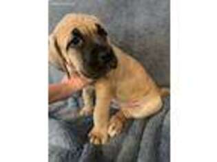 Mastiff Puppy for sale in Algonac, MI, USA
