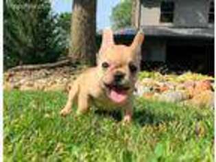 French Bulldog Puppy for sale in Prosser, WA, USA