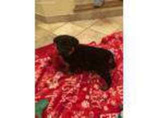 Rottweiler Puppy for sale in Morgantown, PA, USA