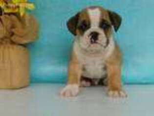 Miniature Bulldog Puppy for sale in Millersburg, OH, USA
