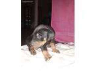 Doberman Pinscher Puppy for sale in New Haven, IN, USA