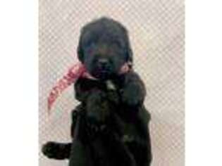 Labradoodle Puppy for sale in Northridge, CA, USA