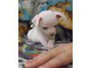 Chihuahua Puppy for sale in San Antonio, TX, USA