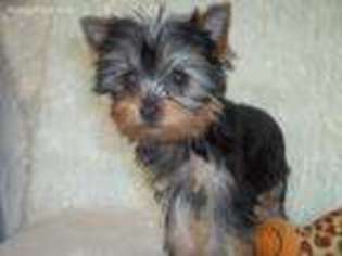 Yorkshire Terrier Puppy for sale in Stacy, MN, USA