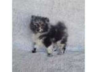 Pomeranian Puppy for sale in Palatine, IL, USA
