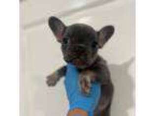 French Bulldog Puppy for sale in Westminster, CA, USA