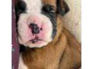 Boxer Puppy for sale in Tyler, TX, USA