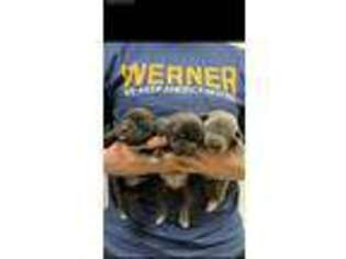 Cane Corso Puppy for sale in Bear, DE, USA