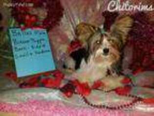Biewer Terrier Puppy for sale in Purgitsville, WV, USA