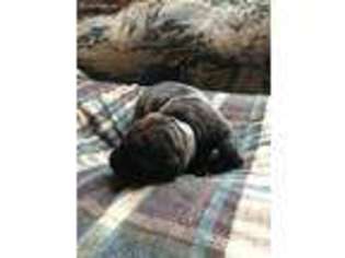 Bullmastiff Puppy for sale in Spurlockville, WV, USA