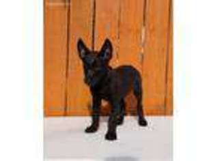 Belgian Malinois Puppy for sale in Houston, TX, USA