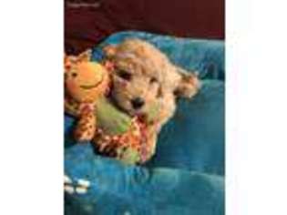 Goldendoodle Puppy for sale in Avon, IN, USA