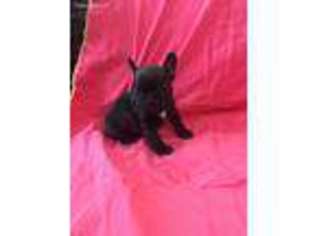 French Bulldog Puppy for sale in Mesquite, TX, USA