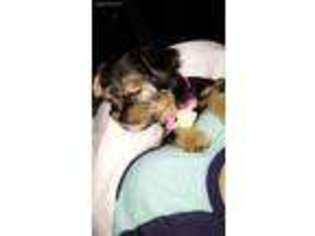 Yorkshire Terrier Puppy for sale in Spartanburg, SC, USA