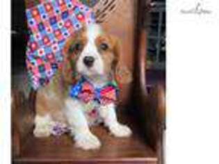 Cavalier King Charles Spaniel Puppy for sale in Sioux City, IA, USA