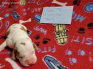Beagle Puppy for sale in Laton, CA, USA