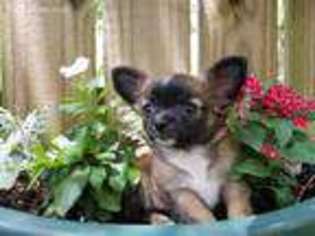 Chihuahua Puppy for sale in Huntsville, TX, USA