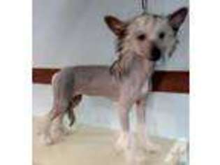 Chinese Crested Puppy for sale in ORLANDO, FL, USA