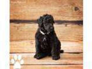 Mutt Puppy for sale in Owings, MD, USA