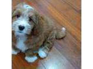 Goldendoodle Puppy for sale in Wausau, WI, USA