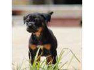 Mutt Puppy for sale in South Pittsburg, TN, USA