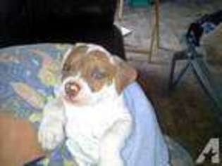 American Bulldog Puppy for sale in PHOENIX, AZ, USA