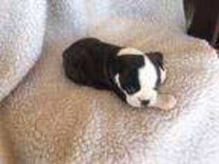 Boston Terrier Puppy for sale in Amity, MO, USA