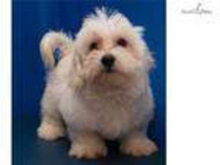 Maltipom Puppy for sale in Edinburg, TX, USA