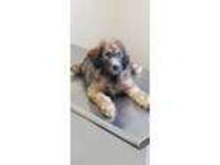 Labradoodle Puppy for sale in Sweetwater, TN, USA