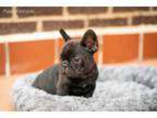 French Bulldog Puppy for sale in Hinton, VA, USA