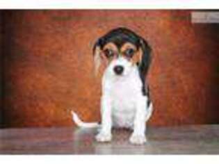 Beaglier Puppy for sale in Saint George, UT, USA