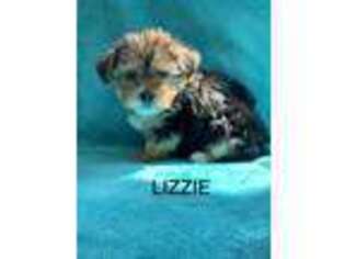 Maltese Puppy for sale in Marion, MI, USA