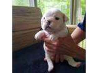 Bulldog Puppy for sale in Franklin, TN, USA