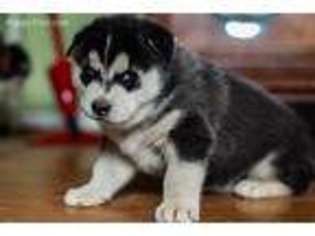 Siberian Husky Puppy for sale in Bandon, OR, USA