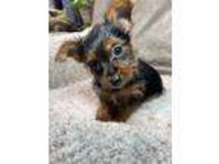 Yorkshire Terrier Puppy for sale in Elkton, KY, USA