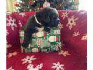 Newfoundland Puppy for sale in Wauseon, OH, USA