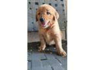 Golden Retriever Puppy for sale in Dos Palos, CA, USA