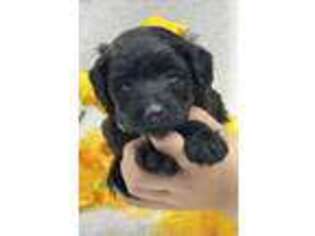 Labradoodle Puppy for sale in Bullard, TX, USA