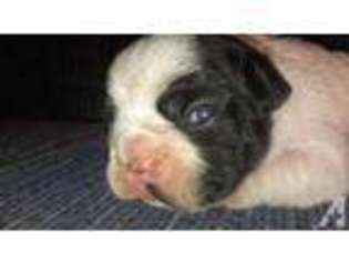 Bulldog Puppy for sale in ERIE, PA, USA