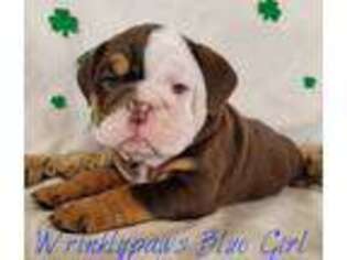 Bulldog Puppy for sale in Findlay, OH, USA