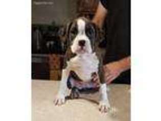 Boxer Puppy for sale in Harpursville, NY, USA