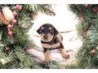Doberman Pinscher Puppy for sale in Charleston, SC, USA