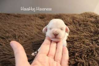 Havanese Puppy for sale in San Antonio, TX, USA
